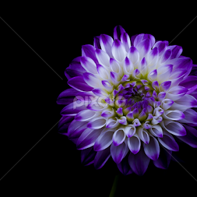 Emerging by David Millard - Flowers Single Flower