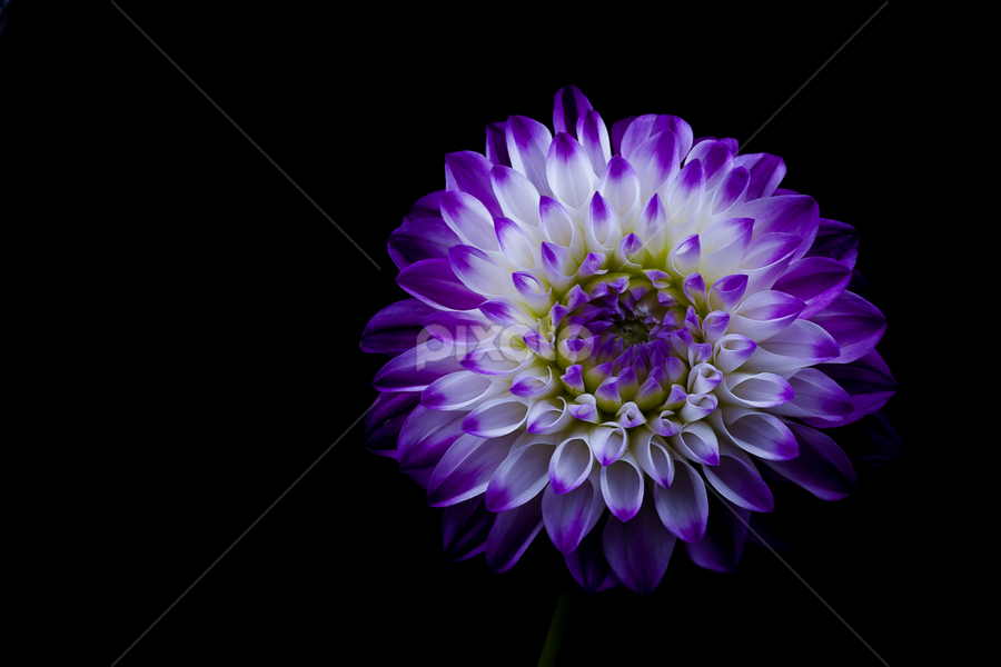 Emerging by David Millard - Flowers Single Flower