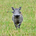 Common warthog