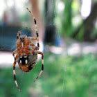 Hentz's Orbweaver