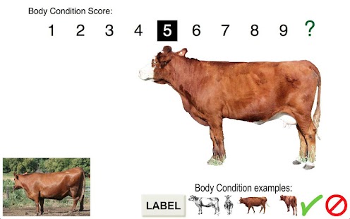 Lastest Body Condition Score Beef Cows APK for Android