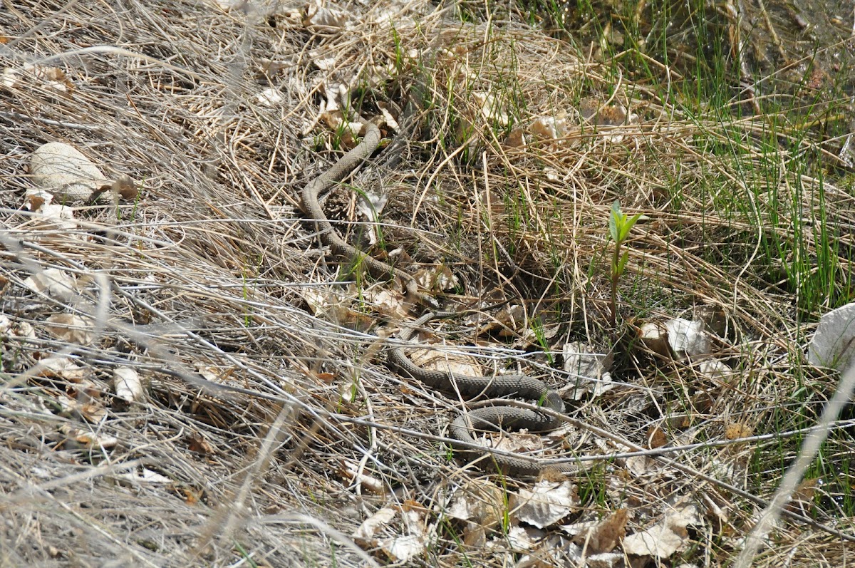 Northern Watersnake