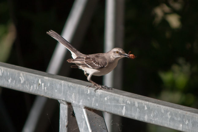 Northern Mockingbird