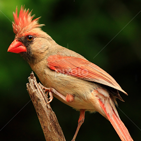 Female Kentucky Cardinal  by Paul Mays - Animals Birds