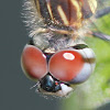 Blue Dasher Dragonfly