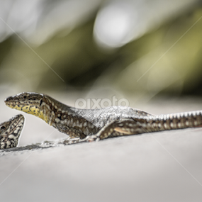 The charming lizards by Stwayne Keubrick - Animals Reptiles