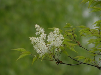 [最も欲しかった] アオダモ 虫 白い 314639-アオダモ 虫 白い