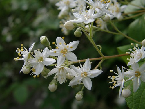 フツウの生活 白い花の咲く木 7 マルバウツギ