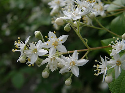 √ダウンロード 咲く木 5 月 白い 花 甘い 香り 282490