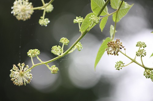 フツウの生活 ウドの花はもう終わりに近いみたいです