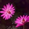 Pink Water Lily (Gulaabee Kumud)