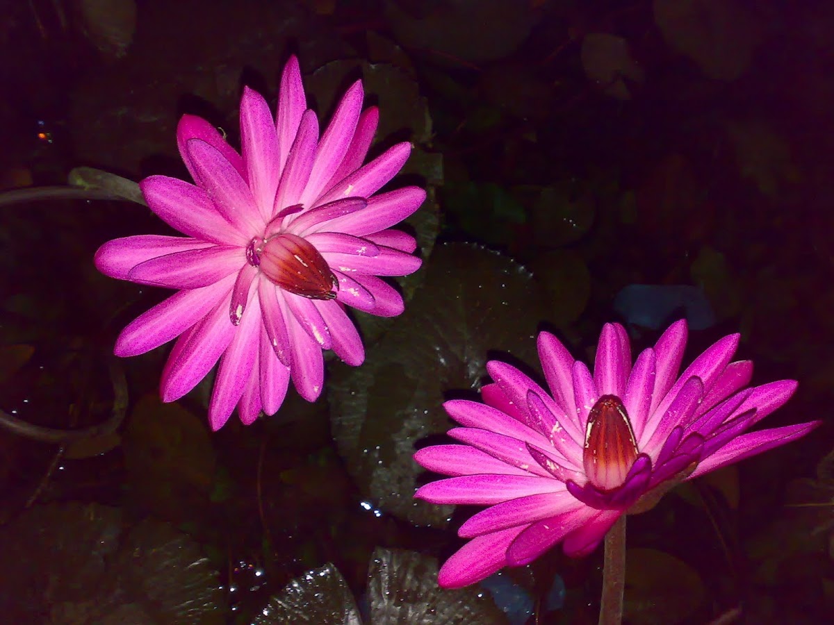 Pink Water Lily (Gulaabee Kumud)