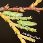 Tamarix Leafhopper