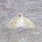 Scybalistodes Moth