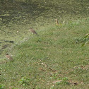 Indian pond heron