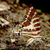 Spot Swordtail