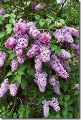 20020611_Dcp_0670_Lilac