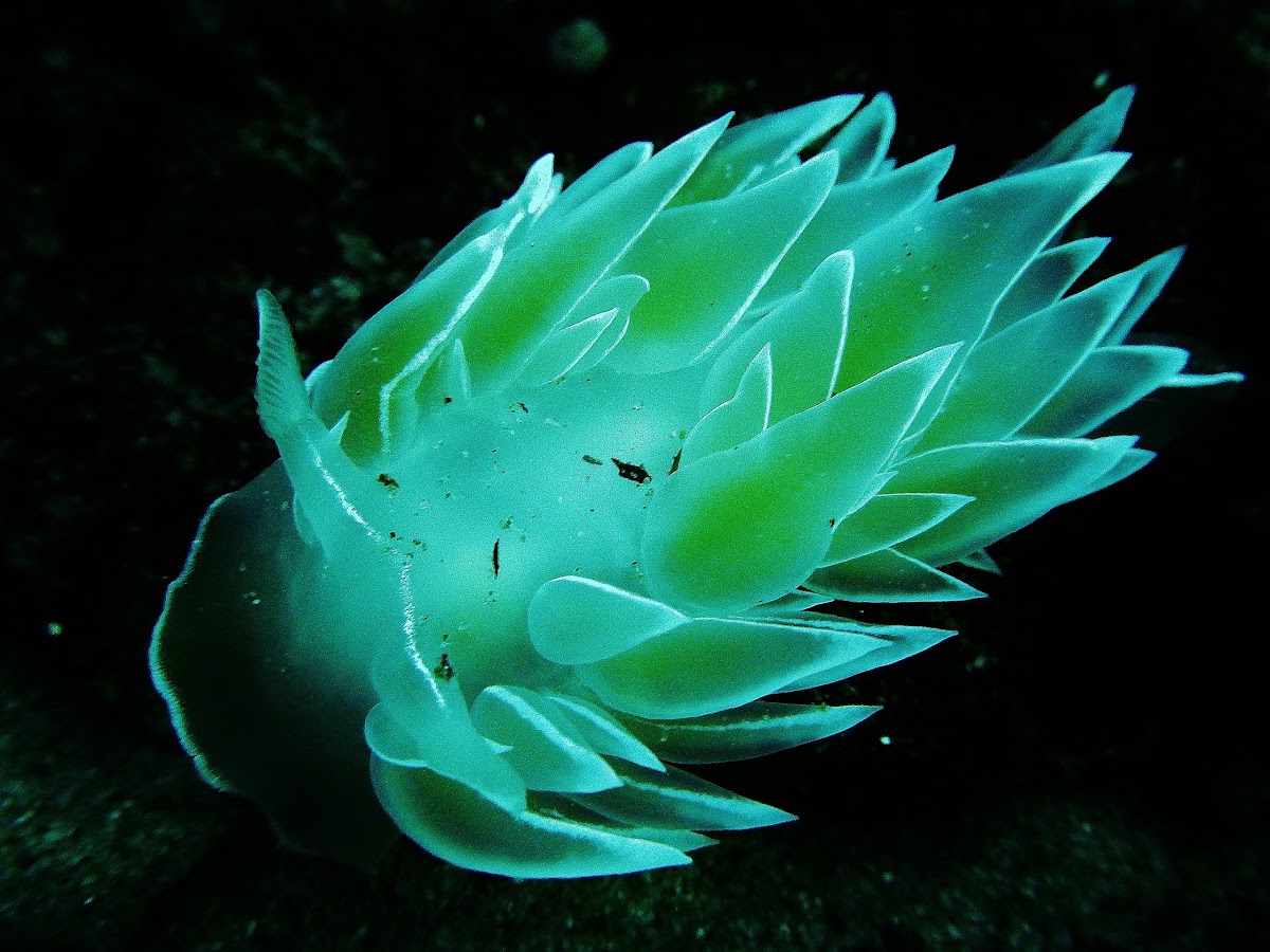 Frosted Nudibranch