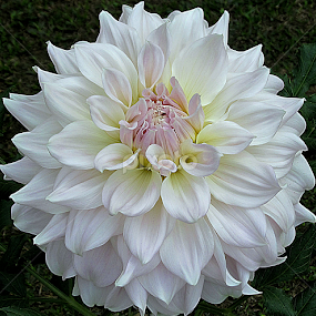 by Soumitra Haldar - Flowers Single Flower