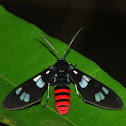 Sulawesi Tiger Moth