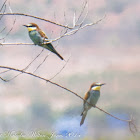 Bee-eater; Abejaruco