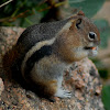 Golden-mantled ground squirrel