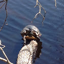 Yellow bellied turtle