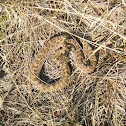 Prairie Rattlesnake