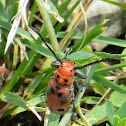Red Milkweed Beetle