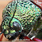 Jewel or metallic wood boring beetle