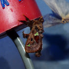 Spiny Oak-slug Moth