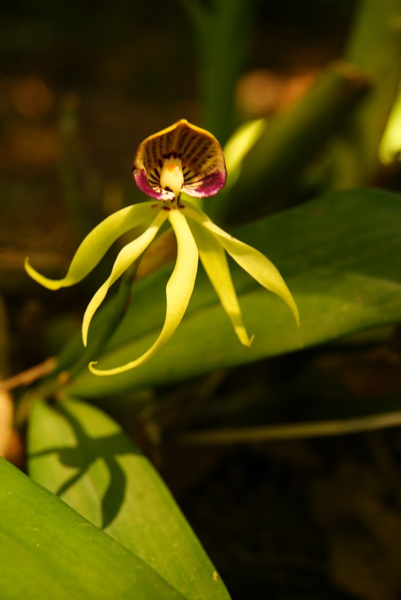 Pulpito, Octopus orchid