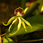 Pulpito, Octopus orchid