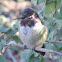 Costa's Hummingbird     immature male
