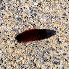 Banded Woolly Bear Caterpillar (Isabella Tiger Moth)