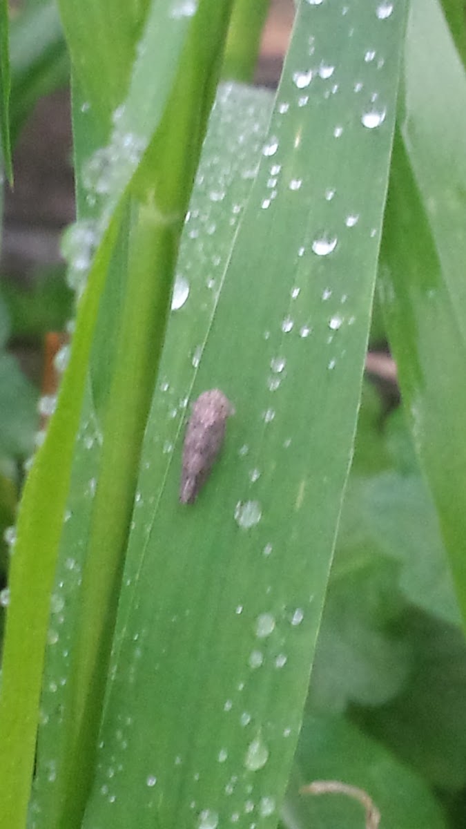 irrorate leafhopper