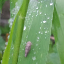 irrorate leafhopper