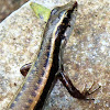 Brahminy Skink