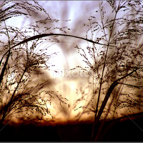Blowing in the Wind by Candy (Ellison) Downs - Nature Up Close Leaves & Grasses