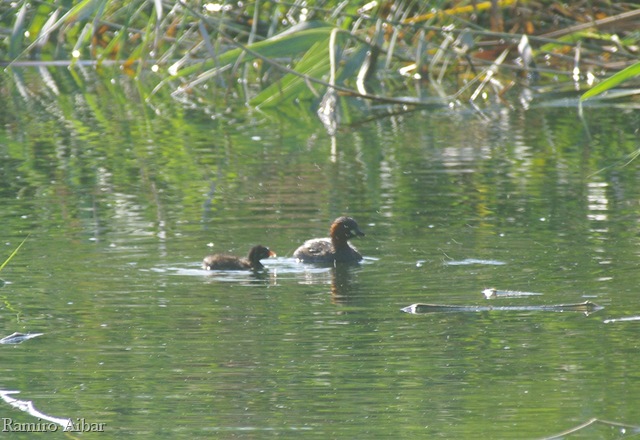 [tachybaptus ruficollis amb pollet[7].jpg]