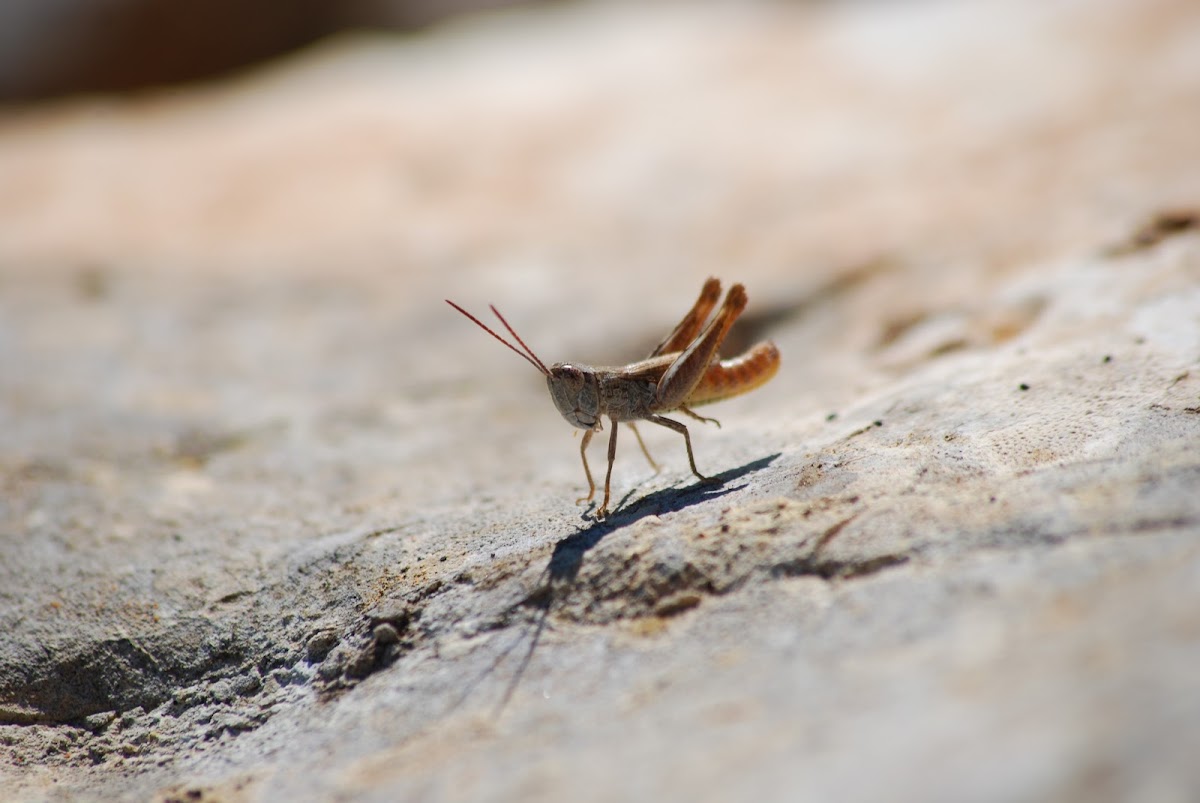 Acridid grasshopper