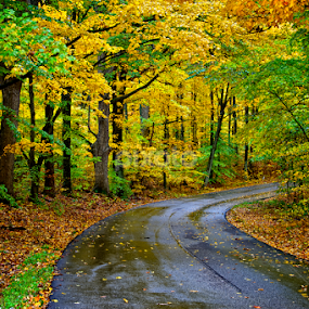 Union Valley Road by Hugh Hazelrigg - Landscapes Forests