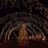 Christmas Tree by Becky McGuire -  