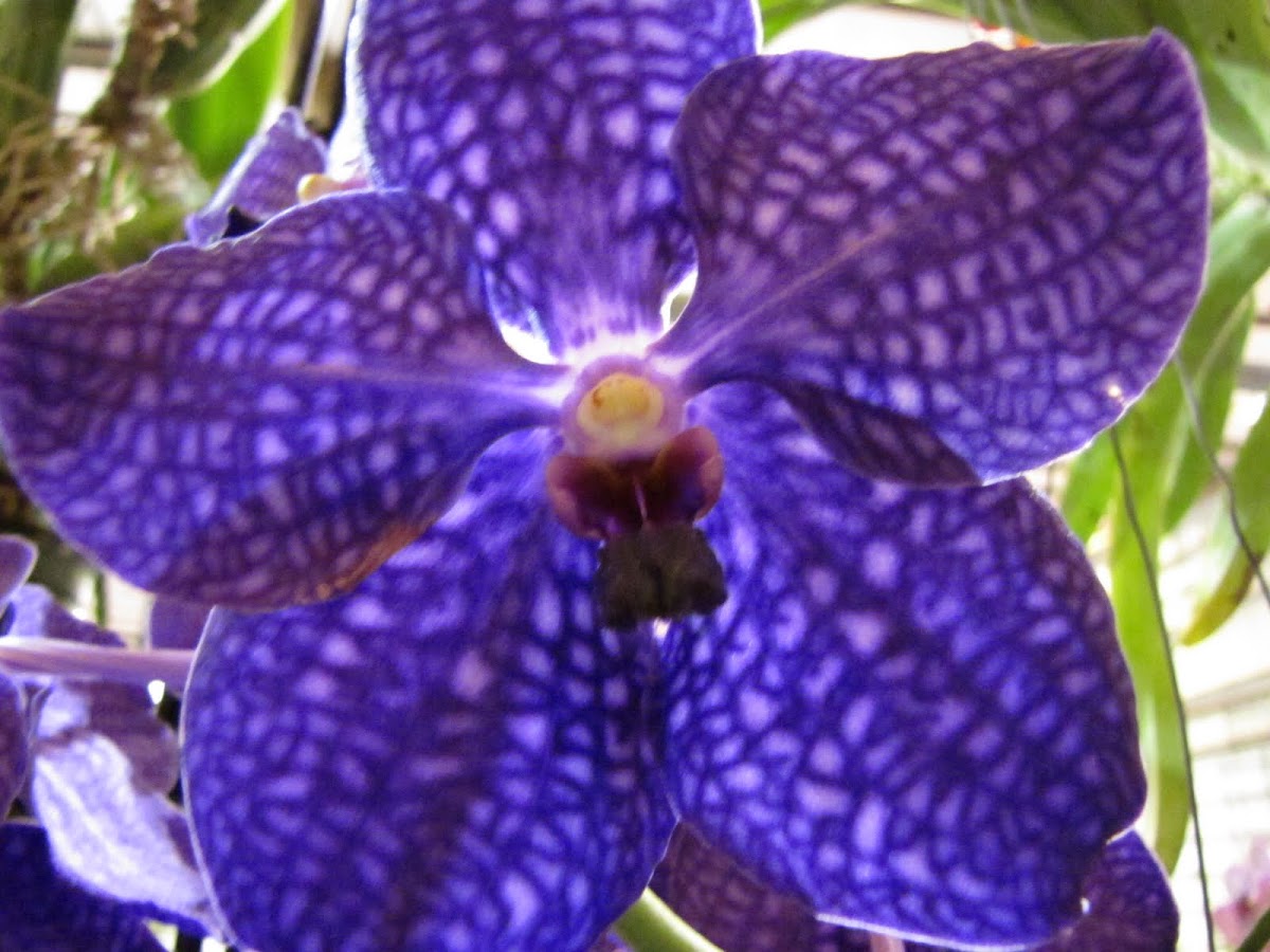 Orchid/vanda