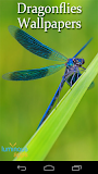 Dragonflies Live Wallpaper