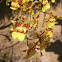 Oncidium Orchid Cascade
