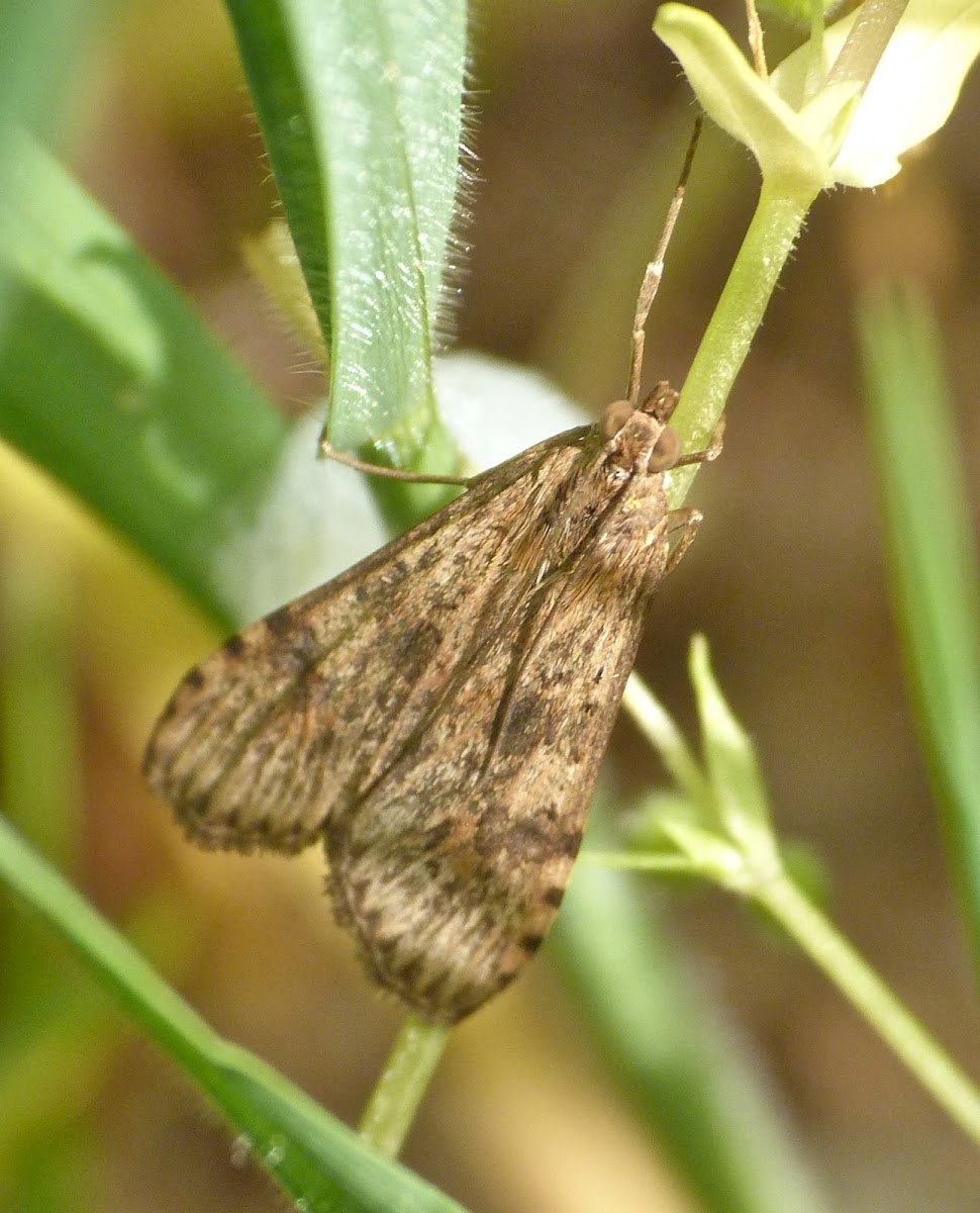 Lucerne moth