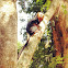 Mico-leão-da-cara-dourada