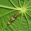 Papilio Caterpillar
