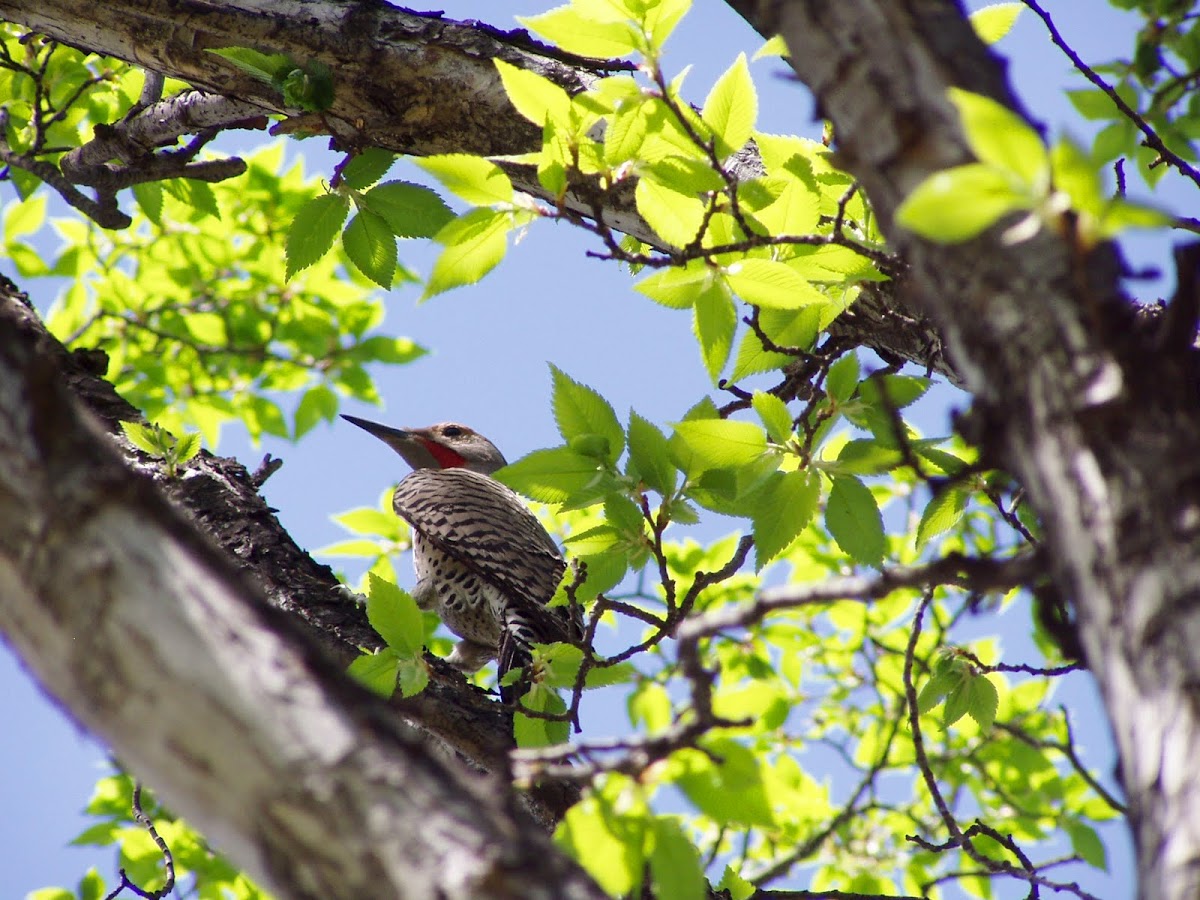 Northern Flicker